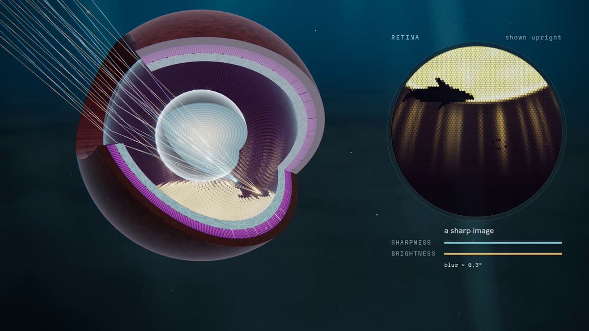 Thumbnail from Çağrı Mert Bakırcı's (@cagrimbakirci) X post: A one-shot explainer of how evolution built the eye, made with Opus 5.5. Every retina image in the v